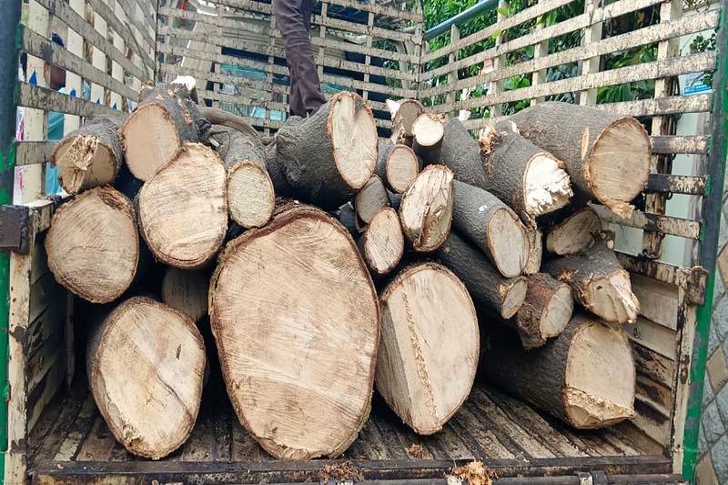 Residential Tree Removal Project