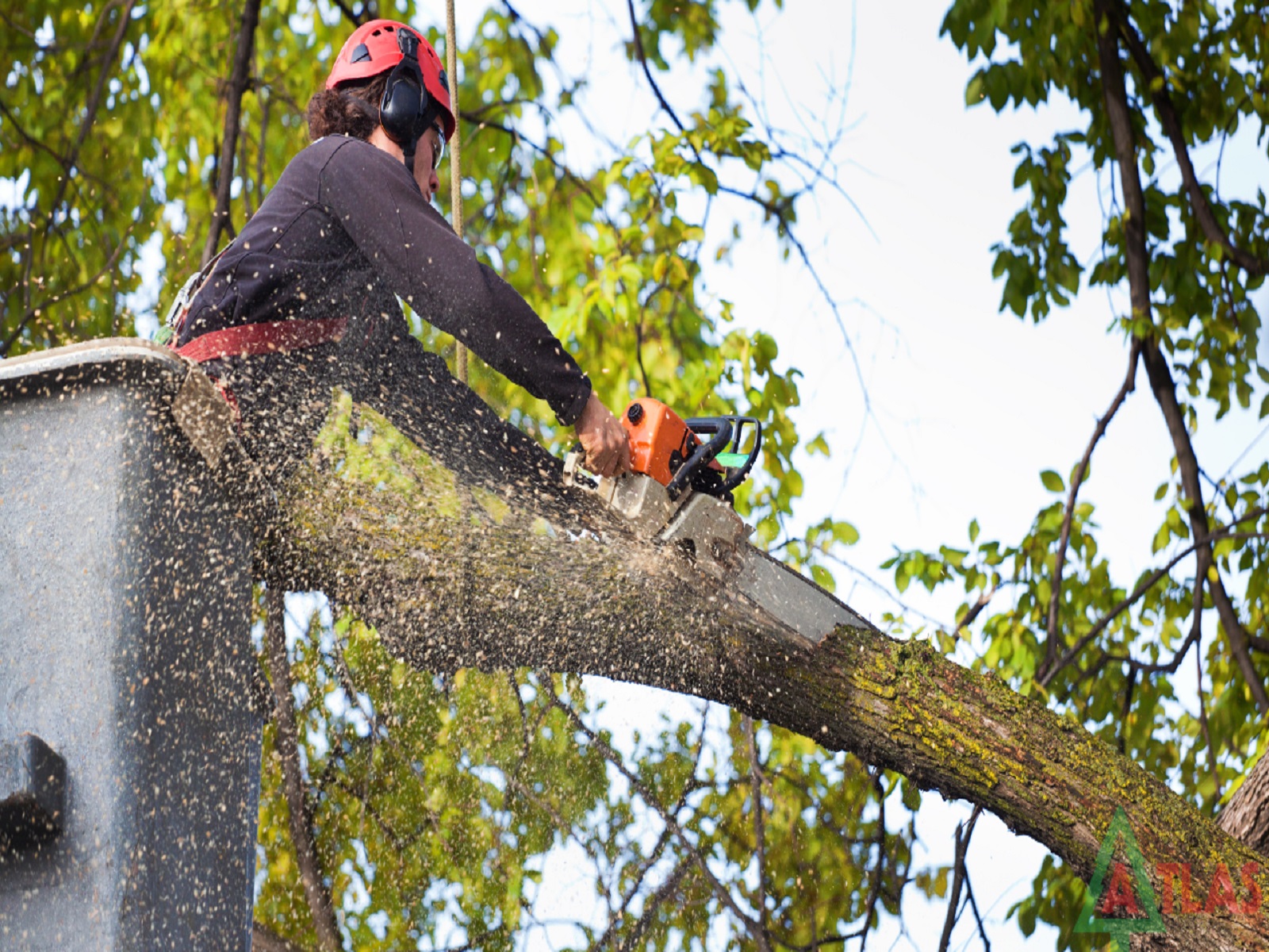 Chandana Tree Cutting Services Hyderabad Work